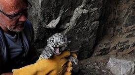 罕見畫面：造訪巢穴中稀有的雪豹寶寶
