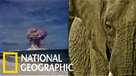 核彈試爆竟有助於保育大象