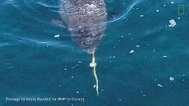 罕見畫面：看神秘的獨角鯨如何用牠們的長角捕魚！