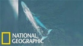 罕見畫面：藍鯨媽媽哺育幼鯨