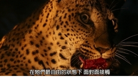探險直擊：拍攝花豹的致命吸引力