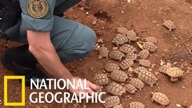 西班牙警方查獲歐洲最大非法烏龜繁殖場
