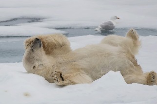 北極熊之夢