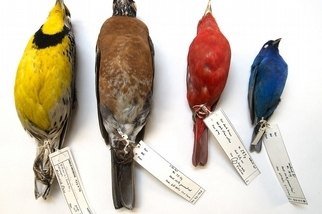40年測量7萬個標本 科學家發現暖化讓鳥的體形變小了