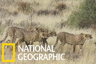 這四頭雄性獵豹在看什麼？