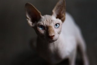 貓咪的藍眼睛