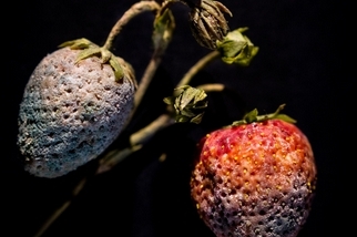近百年前的腐爛水果雕塑，預言了現在的植物危機