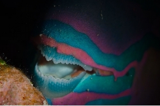 鸚哥魚的牙齒