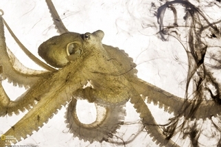 海藻章魚