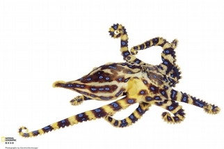 豹斑章魚
