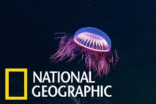 這不是外星生物喔，而是隻奇異的深海水母