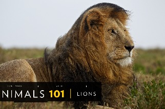 101動物教室：獅子
