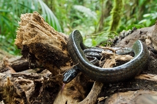 當真菌殺光獵物，熱帶蛇類也跟著消失