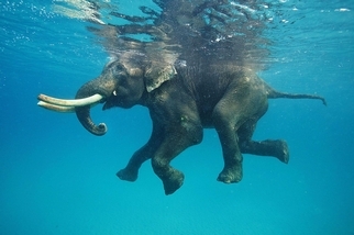 海中大象