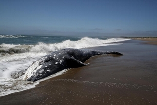 太陽風暴可能是造成灰鯨大量擱淺的原因之一
