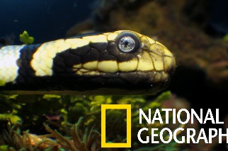 海陸兩棲的黃唇青斑海蛇