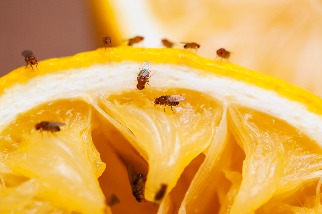 大腦如何操控渴與餓的行動？小小果蠅來解密！