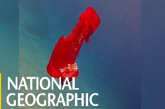 這隻在海中舞動的「紅通通」生物究竟是什麼？