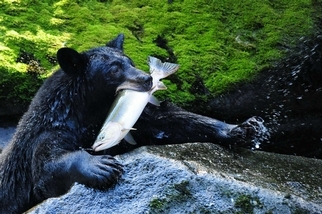 黑熊與鮭魚