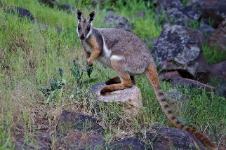 有做有差 保育行動有助於受脅哺乳動物 澳洲研究：20年族群量增46%