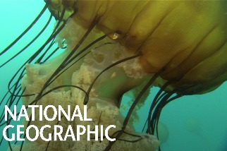 巨大的海蕁麻水母