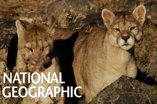 智利百內國家公園內的山獅寶寶