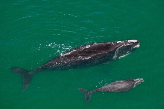異常瘦弱的瀕危北大西洋露脊鯨，這個警訊代表什麼？