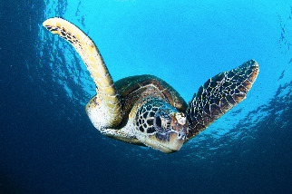 住在海龜身上的「超跑藤壺」