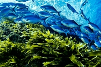 藍色魚群