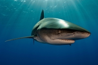 首度拍到的照片顯示：這條鯊魚曾大戰深海巨型烏賊