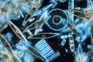 小浮游立大功：歷時最久的全球海洋調查 從浮游生物記錄窺探海洋健康