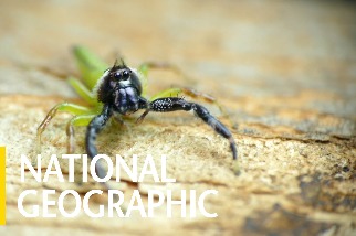 見見澳洲體型最大的跳蛛