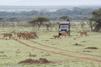 保育是新的商業模式 肯亞馬賽地主：「我的土地已屬於大象、牛羚和獅子們」
