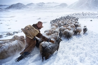 雪地上的羊群