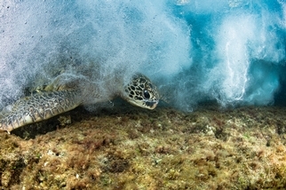 3000公里的旅行──來自太平洋小島的海龜R36192