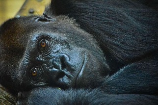 史密森尼國家動物園的大猩猩
