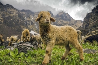 喜馬拉雅山的綿羊
