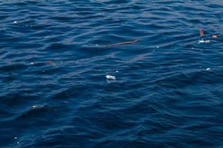 海廢恐增加全球病菌傳播風險 研究：黑潮流經臺灣後，塑膠微粒多五倍