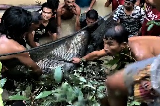 「沼澤之王受困啦！」村民聯手救起重達200公斤的巨鯰