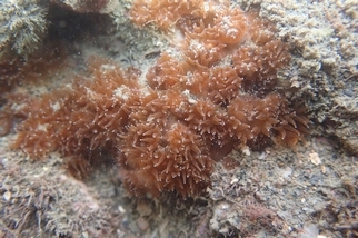 研究登國際期刊：大潭藻礁擁有保育類珊瑚穩定族群 環團再度籲三接遷址