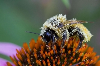 沾滿花粉的蜜蜂