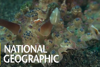 這種海蛞蝓的體表布滿「花椰菜狀」的彩色凸起