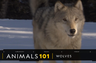 101動物教室：狼
