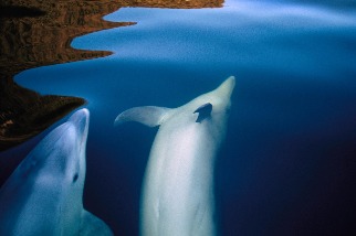 道佛峽灣的海豚