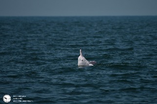 臺灣白海豚終於有家了 歷時12年調查 「重要棲息環境」公告上路