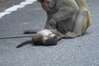塔塔加路殺悲歌 獼猴橫死公路十天兩起 玉管處加強宣導