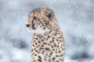 修但幾勒！雪地中竟然有獵豹？