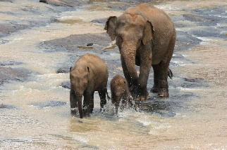 愛玩水的大象