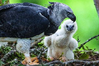 拯救亞馬遜的大型猛禽
