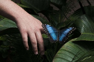 蝴蝶與手指